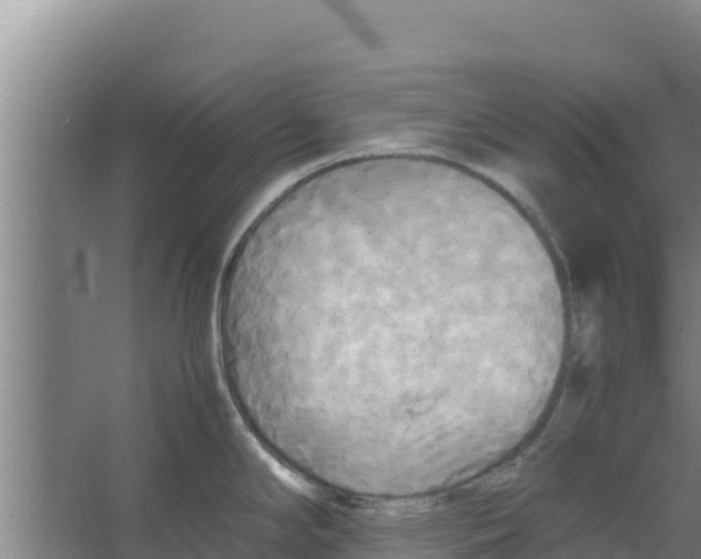 X0000066521294200604141804