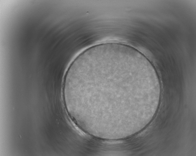 X0000066521296200604141804