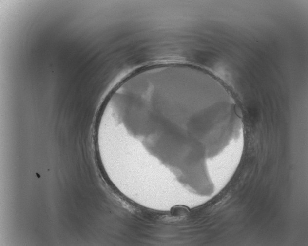 X0000066521325200604141804