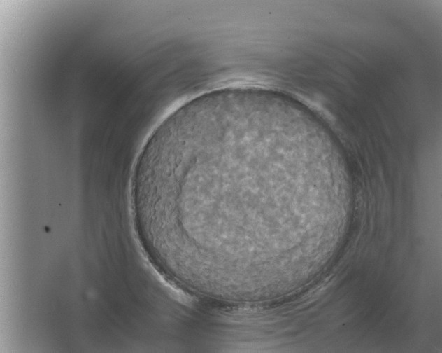 X0000066521375200604141803