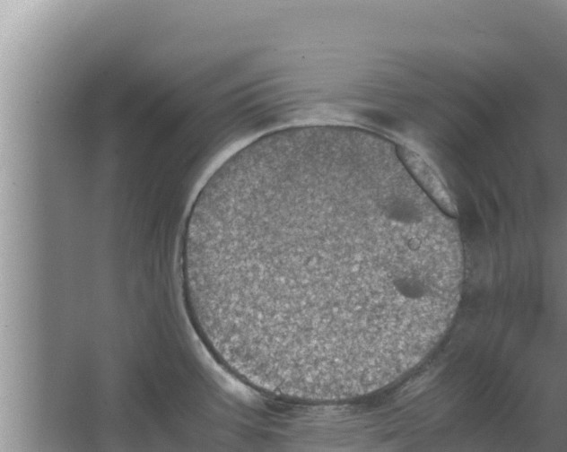 X0000066521387200604141803