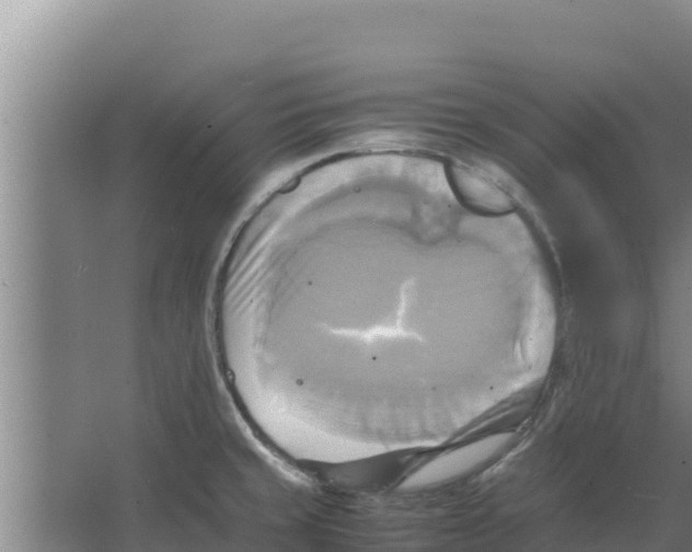 X0000066521429200604141802