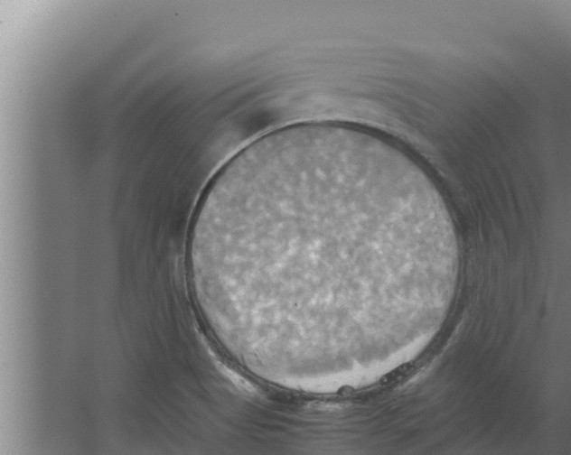 X0000066521513200604141800