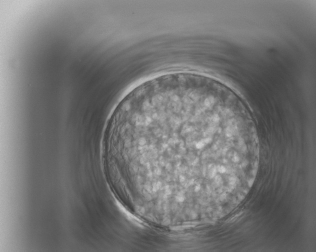 X0000066521535200604141801