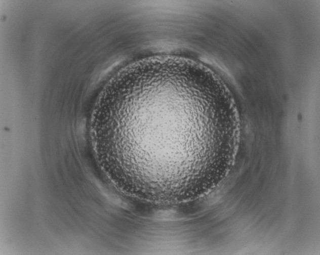X0000066530066200603171226