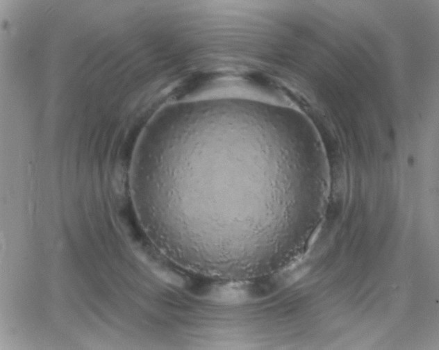 X0000066530078200603171226