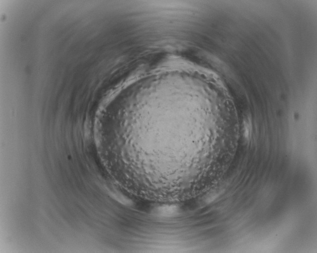 X0000066530081200603171226