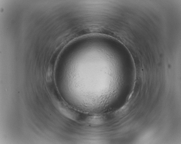X0000066530082200603171226