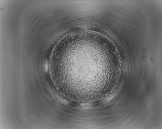 X0000066530095200603171226