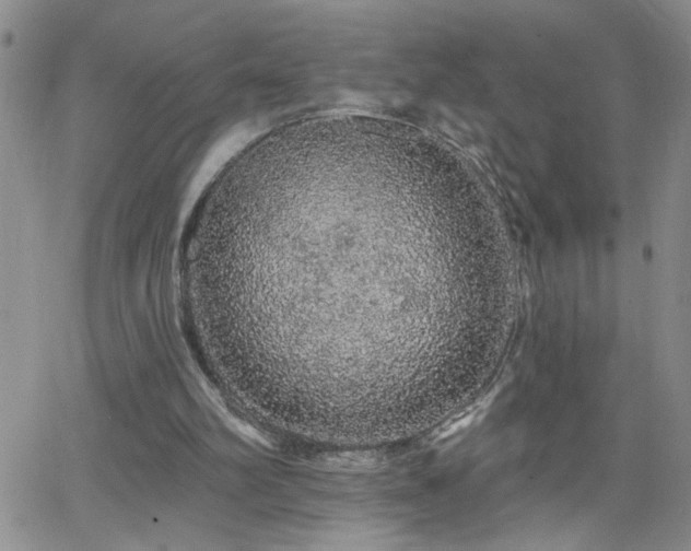 X0000066530102200603171226