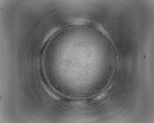 X0000066530106200603171225