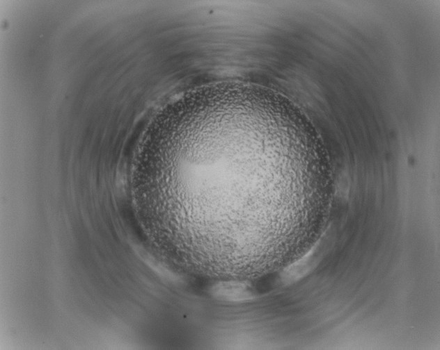 X0000066530179200603171225