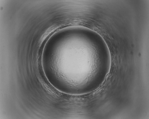 X0000066530242200603171223