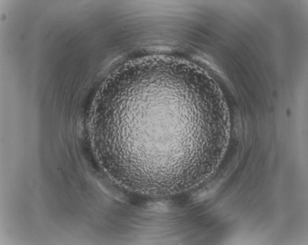 X0000066530259200603171223