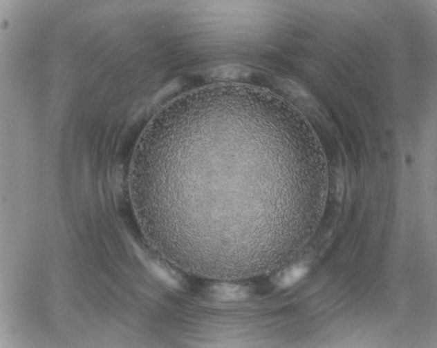 X0000066530326200603171222