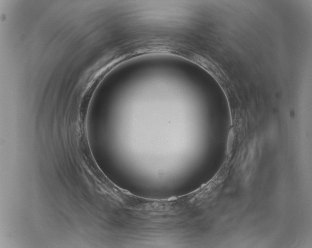 X0000066530338200603171221