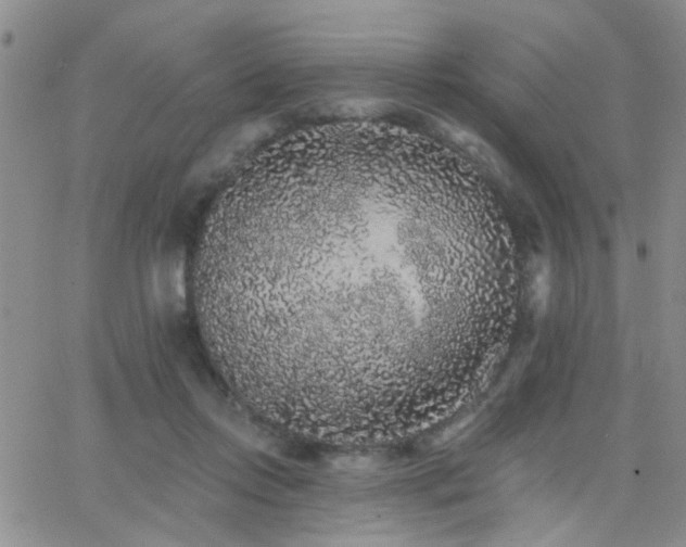 X0000066530358200603171221