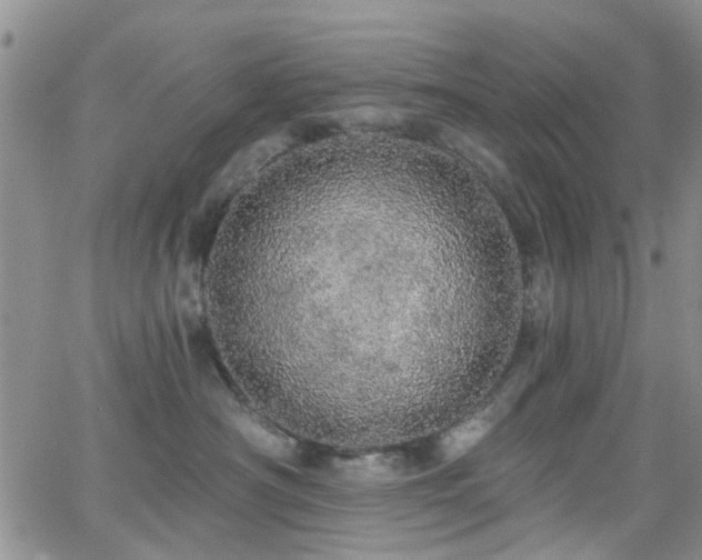X0000066530430200603171220