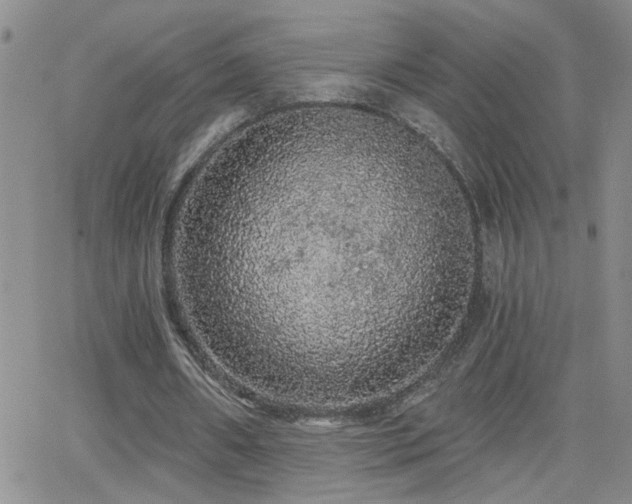 X0000066530482200603171219