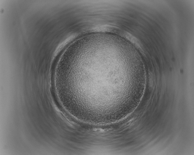 X0000066530486200603171219