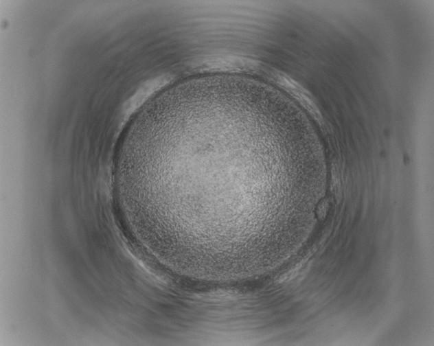 X0000066530578200603171218