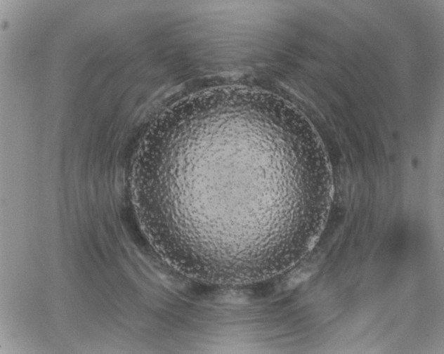 X0000066530656200603171217
