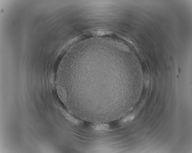 X0000066530670200603171217