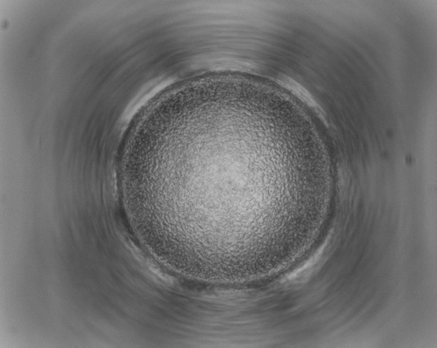 X0000066530782200603171214