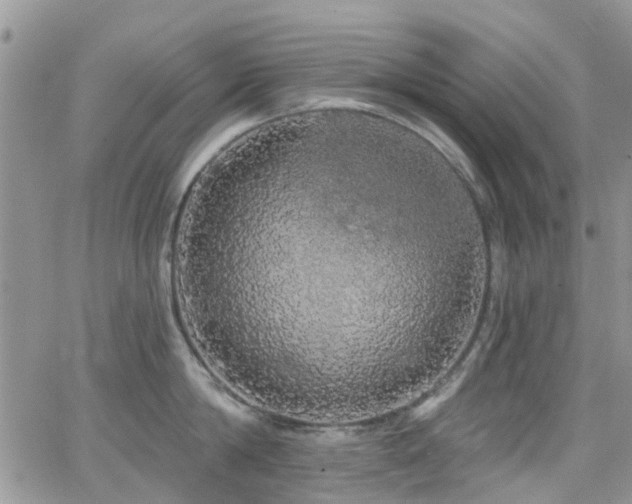 X0000066530814200603171214