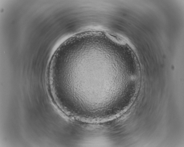 X0000066531056200603171211