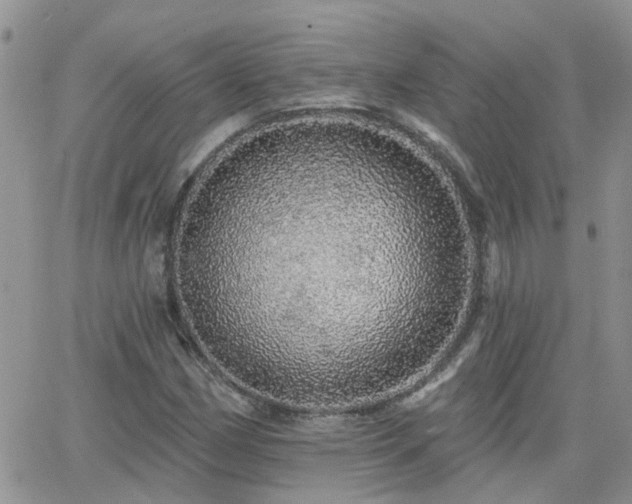 X0000066531162200603171208