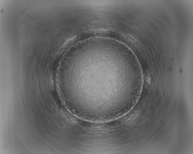 X0000066531252200603171207