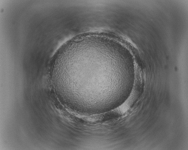 X0000066531256200603171207