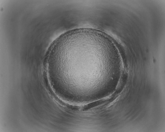 X0000066531264200603171207
