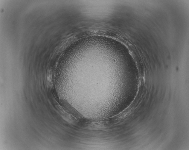 X0000066531396200603171204