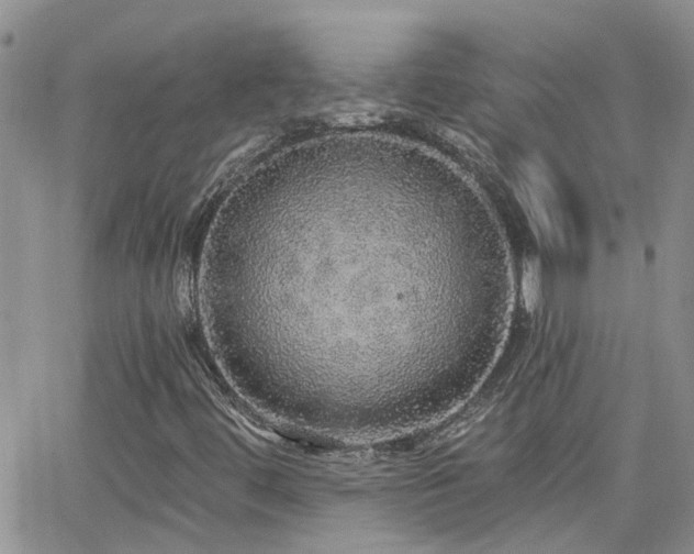 X0000066531444200603171204