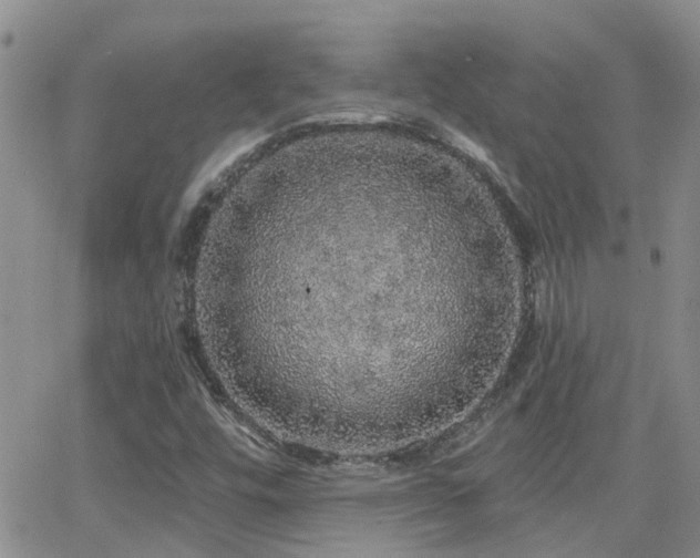 X0000066531448200603171204