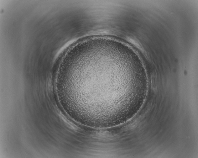 X0000066531452200603171203