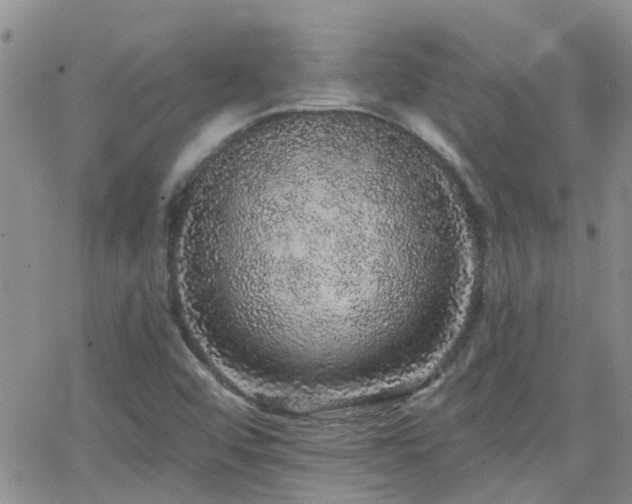 X0000066531456200603171203