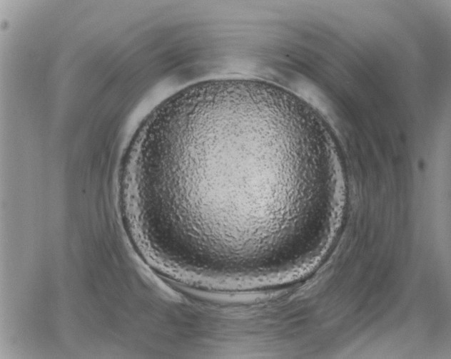 X0000066531480200603171203