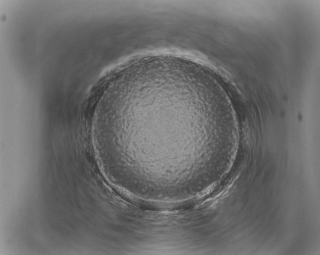 X0000066531494200603171202
