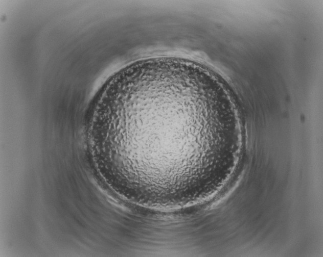 X0000066531501200603171202