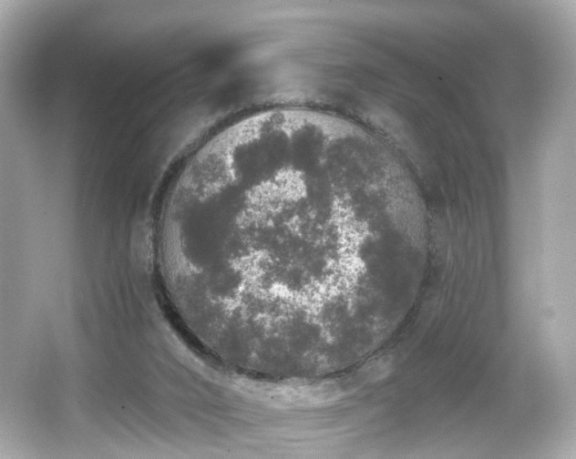 X0000066530016200603201411