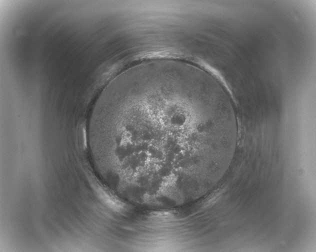 X0000066530061200603201410