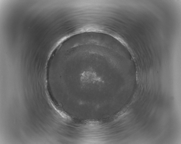 X0000066530438200603201404