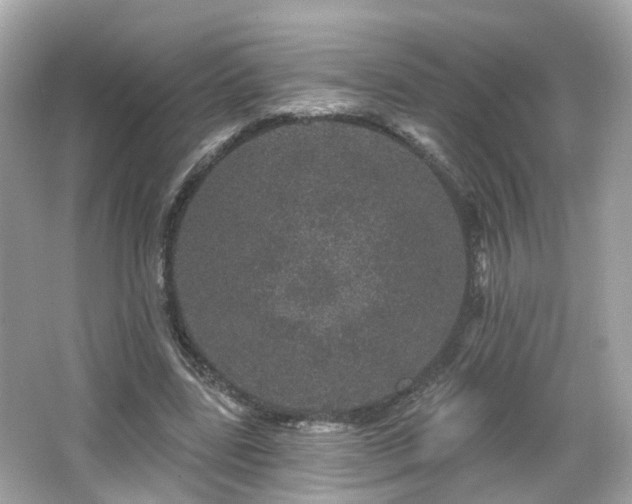 X0000066530539200603201402