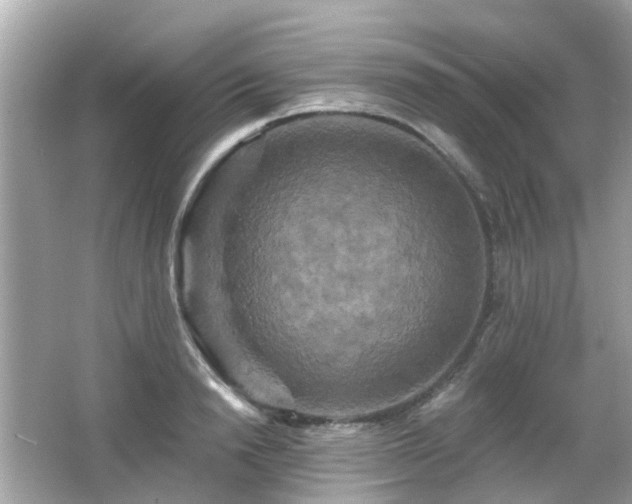 X0000066530846200603201358