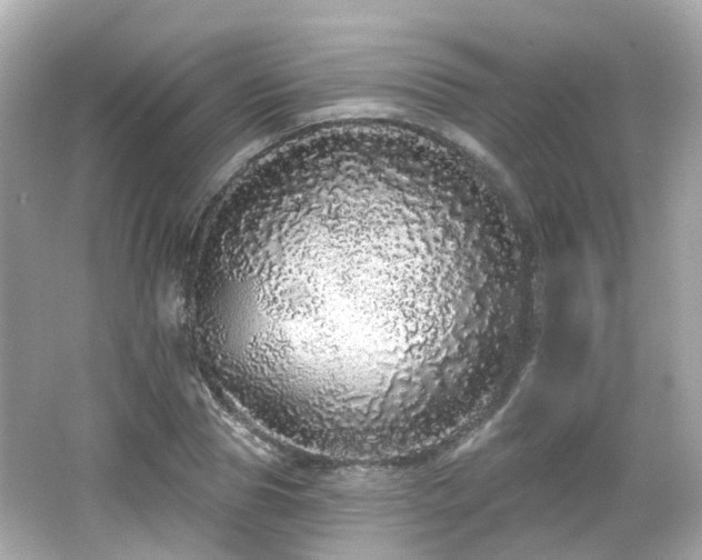 X0000066530929200603201356