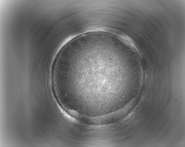 X0000066531143200603201353