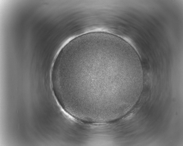 X0000066531151200603201353